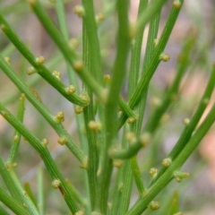 Omphacomeria acerba (Leafless Sour-bush) at Kowen, ACT - 3 Feb 2015 by julielindner