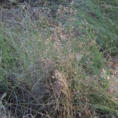 Aira elegantissima (Delicate Hairgrass) at Bonython, ACT - 8 Nov 2014 by MichaelBedingfield