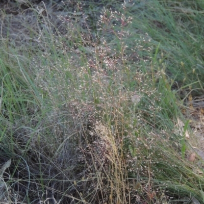 Aira elegantissima (Delicate Hairgrass) at Pine Island to Point Hut - 8 Nov 2014 by michaelb