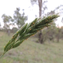 Bromus hordeaceus (A Soft Brome) at Tennent, ACT - 23 Nov 2014 by michaelb