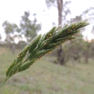 Bromus hordeaceus at Tennent, ACT - 23 Nov 2014