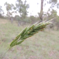 Bromus hordeaceus at Tennent, ACT - 23 Nov 2014