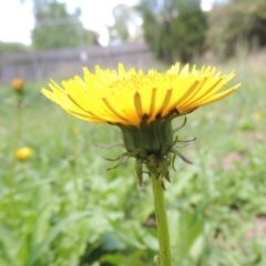 Taraxacum sect. Taraxacum (Dandelion) at Conder, ACT - 22 Jan 2015 by MichaelBedingfield