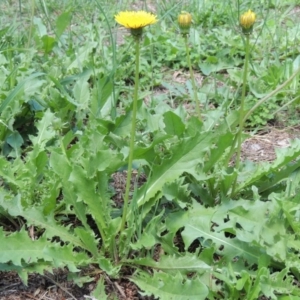 Taraxacum sect. Taraxacum at Conder, ACT - 22 Jan 2015