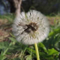 Taraxacum sect. Taraxacum at Conder, ACT - 22 Jan 2015 12:30 PM