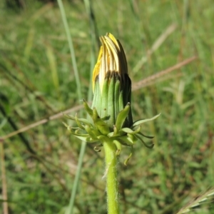 Taraxacum sect. Taraxacum at Conder, ACT - 22 Jan 2015 12:30 PM