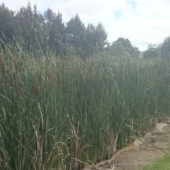 Typha domingensis (Bullrush) at Australian National University - 4 Feb 2015 by TimYiu