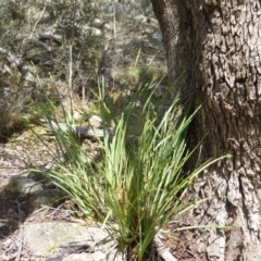 Lomandra longifolia (Spiny-headed Mat-rush, Honey Reed) at Symonston, ACT - 28 Jan 2015 by Mike