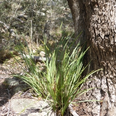 Lomandra longifolia (Spiny-headed Mat-rush, Honey Reed) at Symonston, ACT - 28 Jan 2015 by Mike