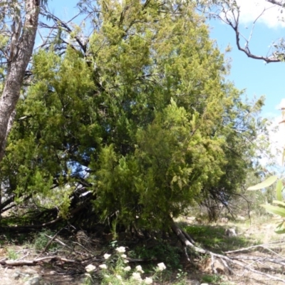 Exocarpos cupressiformis (Cherry Ballart) at Symonston, ACT - 28 Jan 2015 by Mike