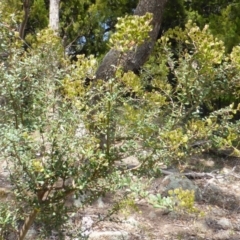 Bursaria spinosa (Native Blackthorn, Sweet Bursaria) at Isaacs Ridge and Nearby - 28 Jan 2015 by Mike