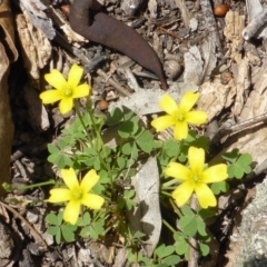 Oxalis perennans (Grassland Wood Sorrel) at Isaacs Ridge and Nearby - 28 Jan 2015 by Mike