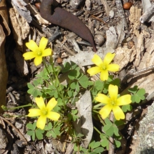 Oxalis perennans at Isaacs Ridge - 28 Jan 2015