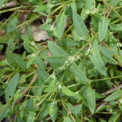 Einadia nutans subsp. nutans (Climbing Saltbush) at Isaacs Ridge - 28 Jan 2015 by Mike