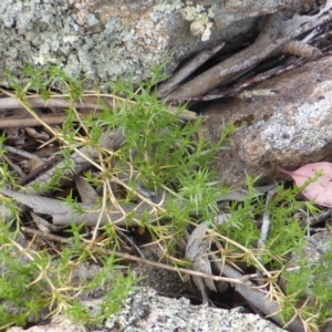 Stellaria pungens at Isaacs Ridge - 28 Jan 2015 02:17 PM