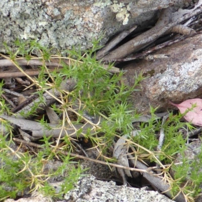 Stellaria pungens (Prickly Starwort) at Isaacs Ridge and Nearby - 28 Jan 2015 by Mike