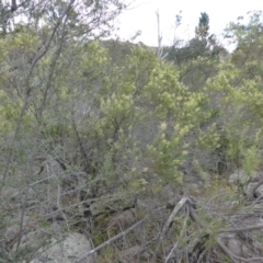 Cassinia quinquefaria (Rosemary Cassinia) at Symonston, ACT - 28 Jan 2015 by Mike