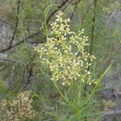 Cassinia quinquefaria at Isaacs Ridge - 28 Jan 2015 02:18 PM