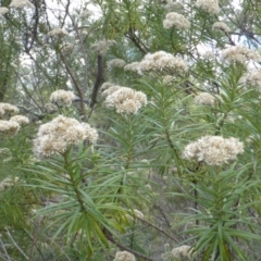 Cassinia longifolia (Shiny Cassinia, Cauliflower Bush) at Symonston, ACT - 28 Jan 2015 by Mike