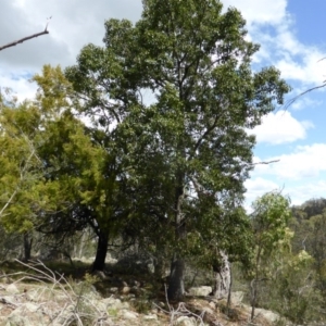 Brachychiton populneus subsp. populneus at Symonston, ACT - 28 Jan 2015