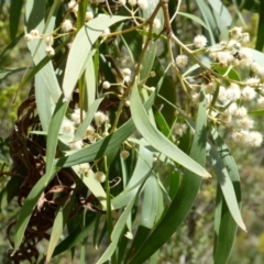 Acacia implexa (Hickory Wattle, Lightwood) at Isaacs Ridge - 28 Jan 2015 by Mike