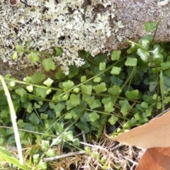 Asplenium flabellifolium (Necklace Fern) at Symonston, ACT - 28 Jan 2015 by Mike