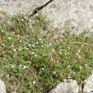 Geranium solanderi var. solanderi at Symonston, ACT - 28 Jan 2015 02:27 PM