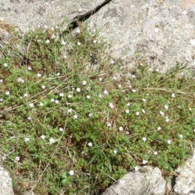 Geranium solanderi var. solanderi (Native Geranium) at Symonston, ACT - 28 Jan 2015 by Mike