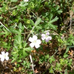 Geranium solanderi var. solanderi at Symonston, ACT - 28 Jan 2015 02:27 PM