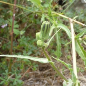 Sonchus oleraceus at Symonston, ACT - 28 Jan 2015