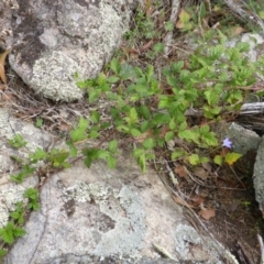 Rubus parvifolius (Native Raspberry) at Isaacs Ridge and Nearby - 28 Jan 2015 by Mike