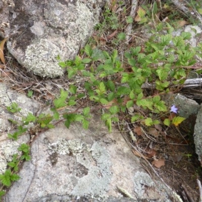 Rubus parvifolius (Native Raspberry) at Symonston, ACT - 28 Jan 2015 by Mike