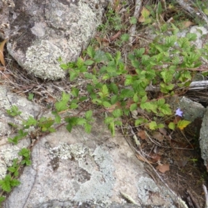 Rubus parvifolius at Isaacs Ridge - 28 Jan 2015