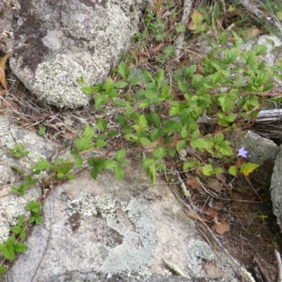 Rubus parvifolius (Native Raspberry) at Isaacs Ridge - 28 Jan 2015 by Mike
