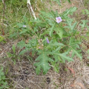 Solanum cinereum at Isaacs Ridge - 28 Jan 2015