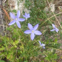 Wahlenbergia sp. (Bluebell) at Isaacs Ridge - 28 Jan 2015 by Mike