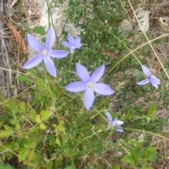 Wahlenbergia sp. (Bluebell) at Symonston, ACT - 28 Jan 2015 by Mike