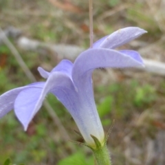 Wahlenbergia sp. at Isaacs Ridge - 28 Jan 2015