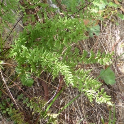 Cheilanthes sieberi (Rock Fern) at Isaacs Ridge - 28 Jan 2015 by Mike