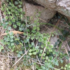 Asplenium flabellifolium (Necklace Fern) at Isaacs Ridge - 28 Jan 2015 by Mike