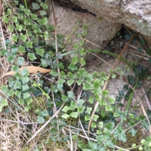 Asplenium flabellifolium at Isaacs Ridge - 28 Jan 2015 02:35 PM