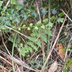 Asplenium flabellifolium (Necklace Fern) at Symonston, ACT - 28 Jan 2015 by Mike