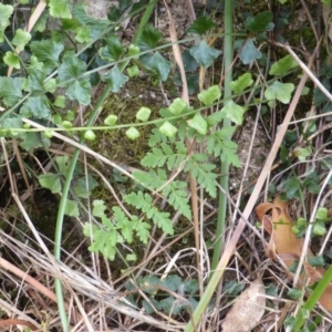 Asplenium flabellifolium at Symonston, ACT - 28 Jan 2015 02:35 PM