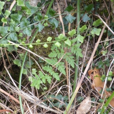 Asplenium flabellifolium (Necklace Fern) at Isaacs Ridge and Nearby - 28 Jan 2015 by Mike