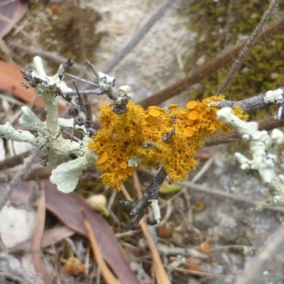 Teloschistes sp. (genus) (A lichen) at Symonston, ACT - 28 Jan 2015 by Mike