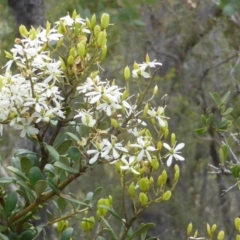 Bursaria spinosa (Native Blackthorn, Sweet Bursaria) at Isaacs Ridge and Nearby - 28 Jan 2015 by Mike