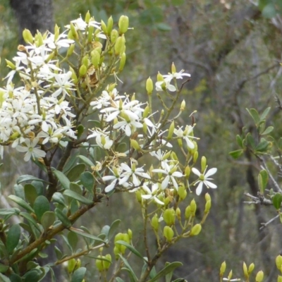 Bursaria spinosa (Native Blackthorn, Sweet Bursaria) at Isaacs Ridge - 28 Jan 2015 by Mike