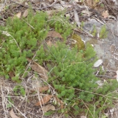 Astroloma humifusum (Cranberry Heath) at Symonston, ACT - 28 Jan 2015 by Mike