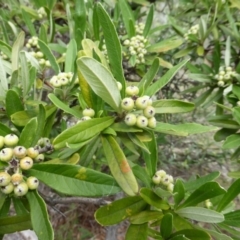 Pyracantha angustifolia (Firethorn, Orange Firethorn) at Isaacs Ridge and Nearby - 28 Jan 2015 by Mike