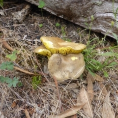 Phylloporus sp. (Phylloporus sp.) at Symonston, ACT - 28 Jan 2015 by Mike